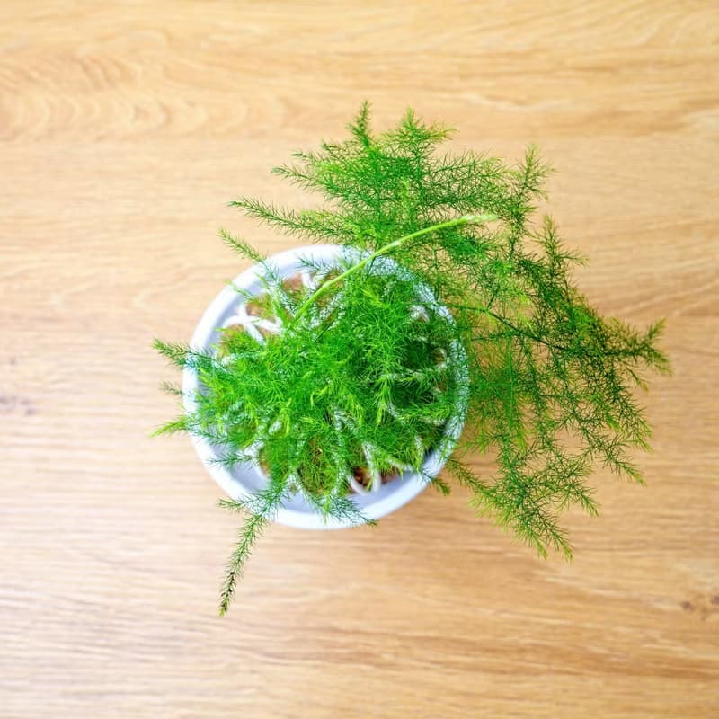 苔球植物 文竹苔球 苔玉 禮物 送禮 桌上盆栽