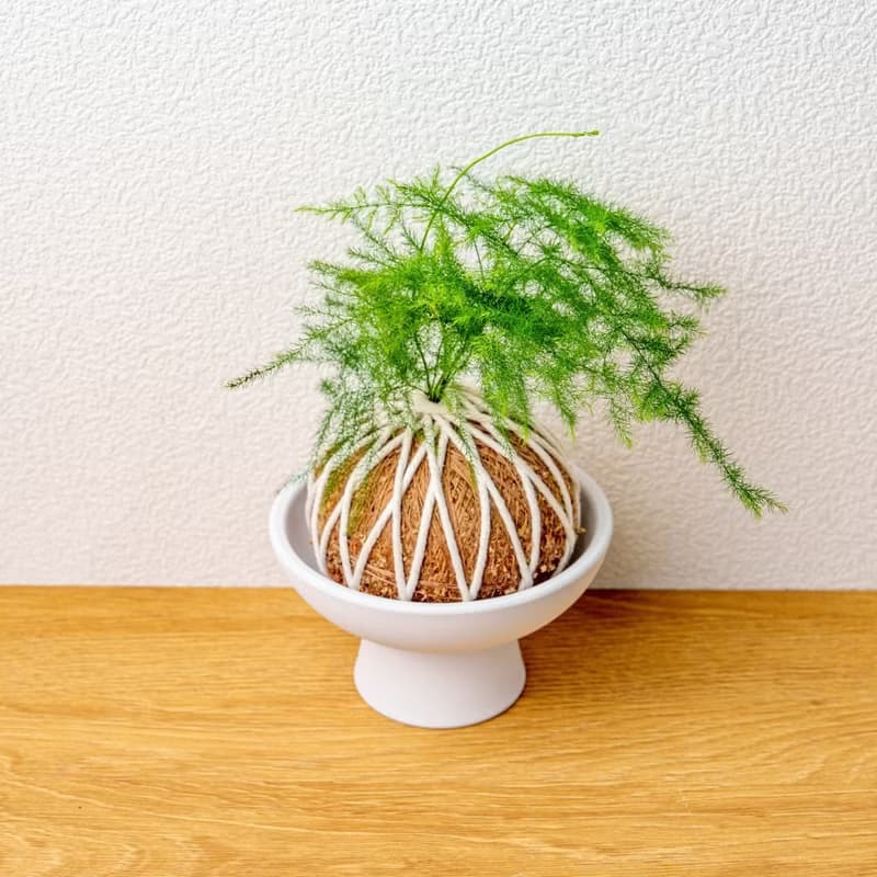 苔球植物 文竹苔球 苔玉 禮物 送禮 桌上盆栽