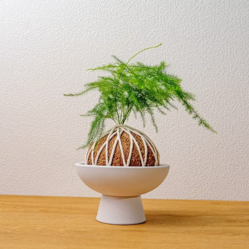苔球植物 文竹苔球 苔玉 禮物 送禮 桌上盆栽