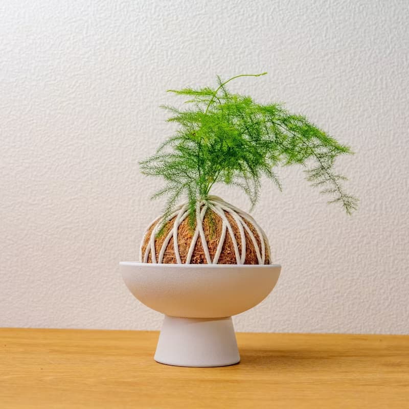 苔球植物 文竹苔球 苔玉 禮物 送禮 桌上盆栽