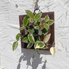 【毬蘭畫框】質感碳化框/ 室內植物