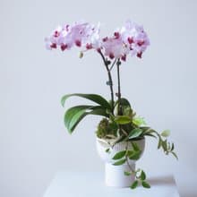 第一名蘭花高腳盆栽 | 榮升 | 開幕送禮 | 居家佈置