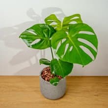 龜背芋圓點水泥盆栽 開幕盆栽推薦 送禮