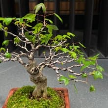 日本唐楓∣變異扁幹 小品盆景盆栽