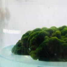 【新植物】 綠毛毬 經典款 自然風/玻璃蓋 有保固好照顧 畢業禮物