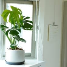 【室內盆栽】龜背芋(大) 開幕盆栽 升遷 盆栽 喬遷 發財樹