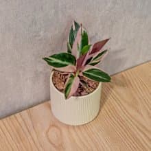 彩虹竹芋 莫蘭迪色系直紋陶盆 室內植物 觀葉植物 禮物 盆栽