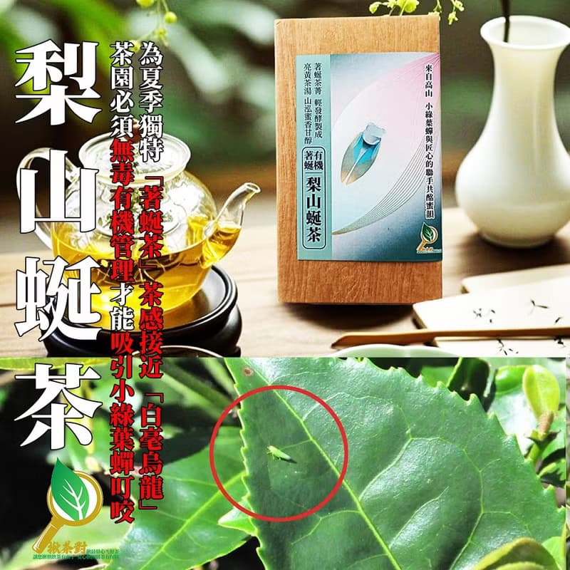 夏日沁爽茶/台灣獨有梨山蜒茶蜒藏千米之上蜜香果韻