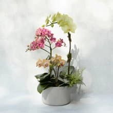 合奏曲 蝴蝶蘭植栽
