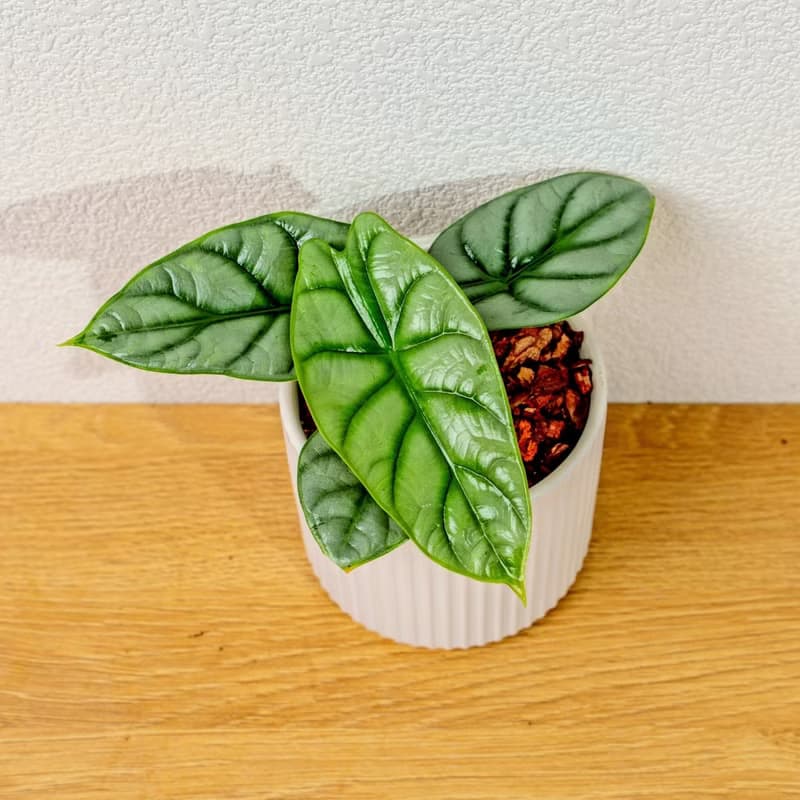 銀龍觀音蓮 莫蘭迪色系直紋陶盆 室內植物 觀葉植物 禮物 盆栽
