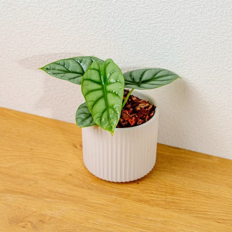 銀龍觀音蓮 莫蘭迪色系直紋陶盆 室內植物 觀葉植物 禮物 盆栽
