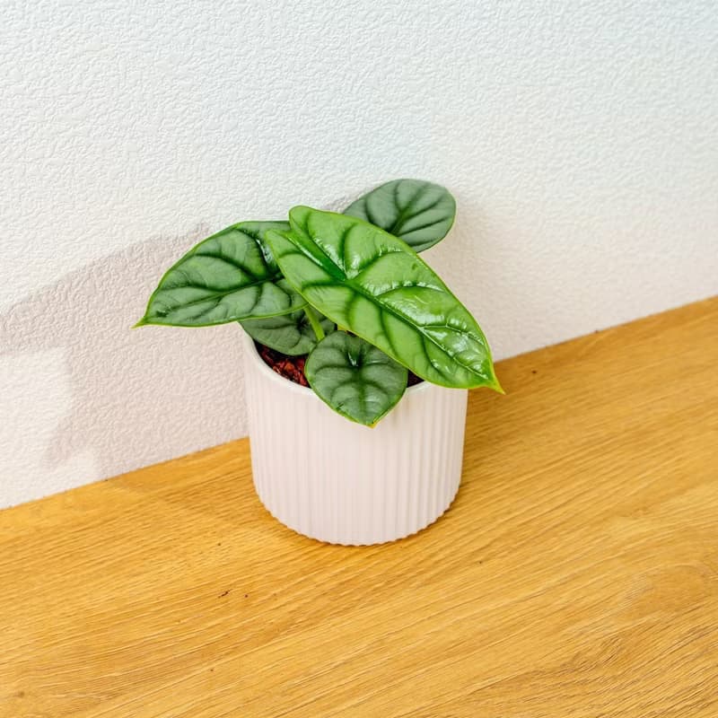 銀龍觀音蓮 莫蘭迪色系直紋陶盆 室內植物 觀葉植物 禮物 盆栽