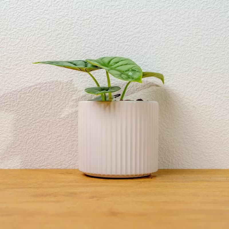 銀龍觀音蓮 莫蘭迪色系直紋陶盆 室內植物 觀葉植物 禮物 盆栽