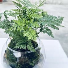 兔腳蕨 l 植物苔球 蕨類 室內植栽 禮物