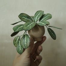綠豹紋竹芋 絕版作品 僅此一件