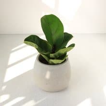 植栽 盆栽 l 琴葉榕 大瓶口胖U水泥盆 提琴盒形狀葉片 強散光