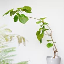 愛心榕│有植 Yuzhi