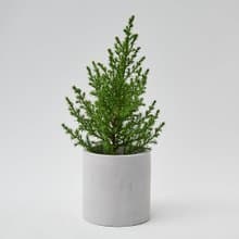 香冠柏 | 檸檬香氣 防蟲植栽 迷你聖誕樹