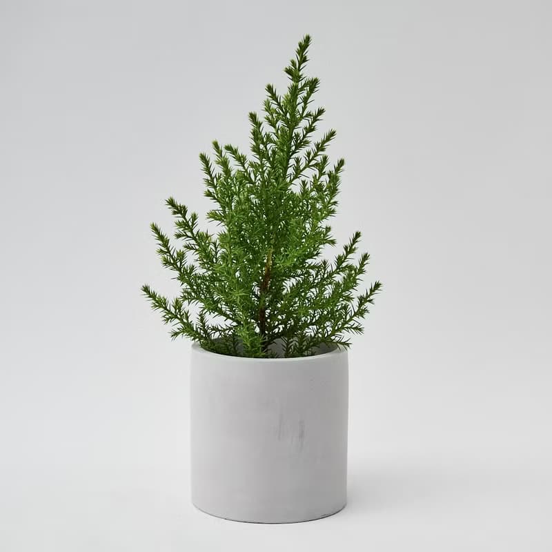 香冠柏 | 檸檬香氣 防蟲植栽 迷你聖誕樹