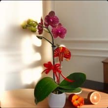 【富貴吉祥】蝴蝶蘭 新春花禮開幕送禮自用客廳擺設