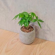 馬拉巴栗 桌上型水泥盆栽 觀葉植物 禮物 盆栽 交換禮物 植物