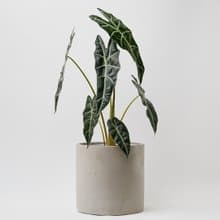 黑葉觀音蓮 | 室內盆栽 觀葉植物 開幕送禮 新手入門款