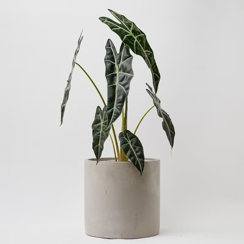 黑葉觀音蓮 | 室內盆栽 觀葉植物 開幕送禮 新手入門款