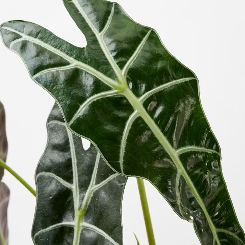 黑葉觀音蓮 | 室內盆栽 觀葉植物 開幕送禮 新手入門款