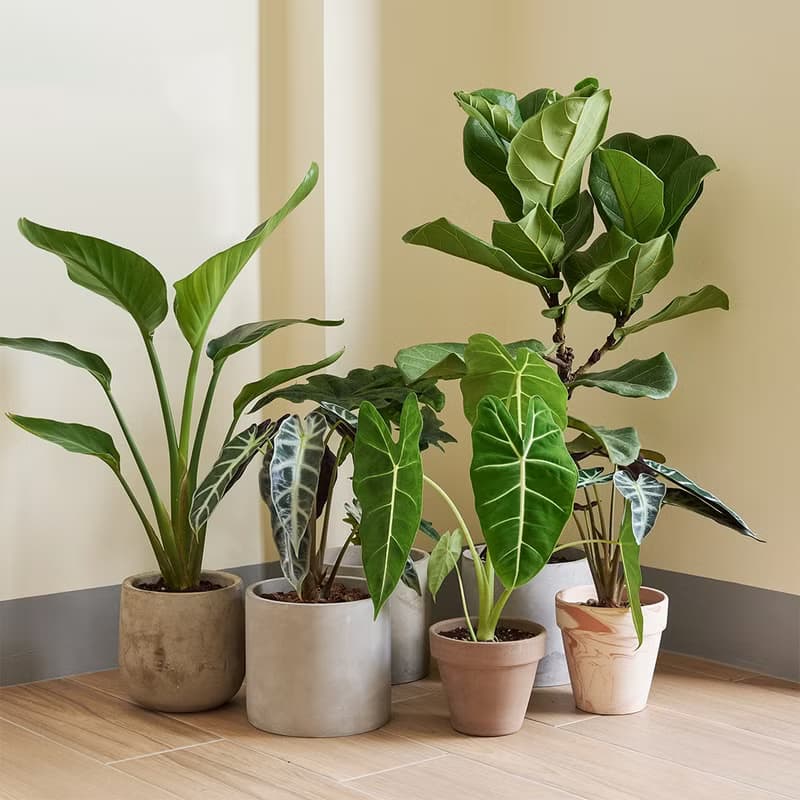 黑葉觀音蓮 | 室內盆栽 觀葉植物 開幕送禮 新手入門款