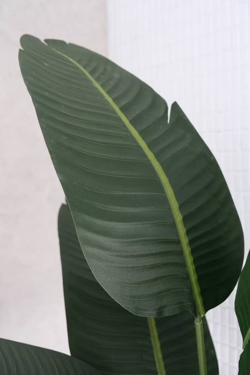 人造植栽/仿真旅人蕉/仿真植物/綠化/永不凋零