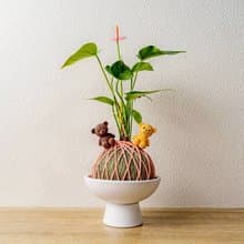 苔球植物 粉紅火鶴墨綠苔球加磨砂高腳缽 加小熊公仔 情人節禮物