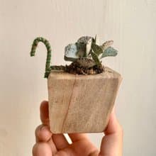 手工木作設計 盆栽擺飾 多肉植物 巧克力脆片 雀扇