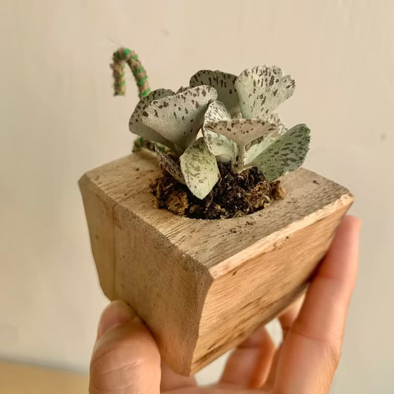 手工木作設計 盆栽擺飾 多肉植物 巧克力脆片 雀扇