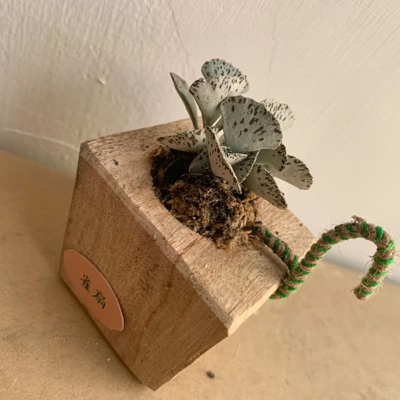 手工木作設計 盆栽擺飾 多肉植物 巧克力脆片 雀扇
