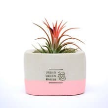 UGM方型清水模盆器 / 粉(M)
