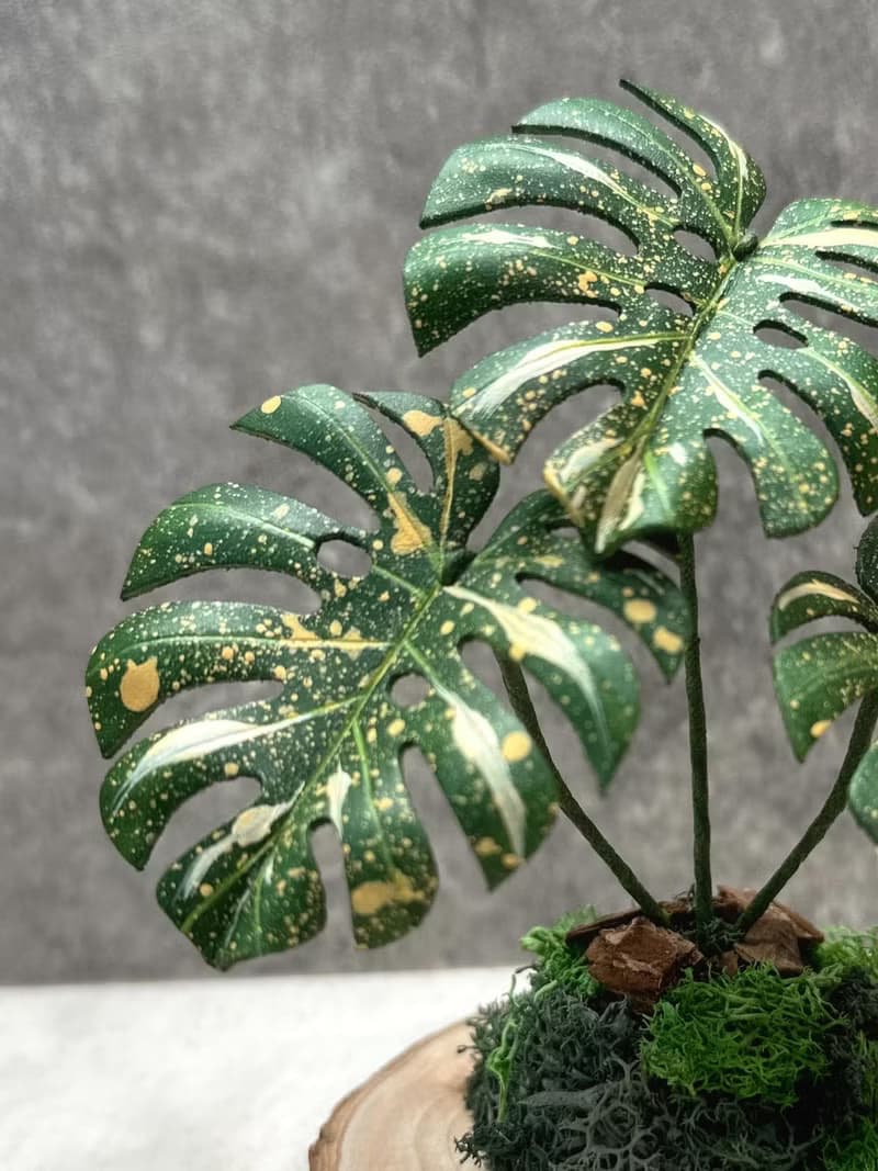 泰斑龜背芋－手工革製植物  地植系列