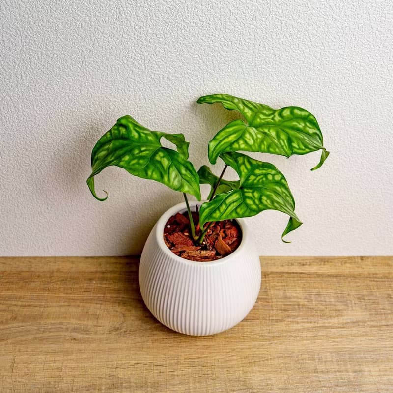 非洲面具蔓綠絨 線條圓陶盆白色 窄口 桌上型盆栽 開幕送禮 喬遷
