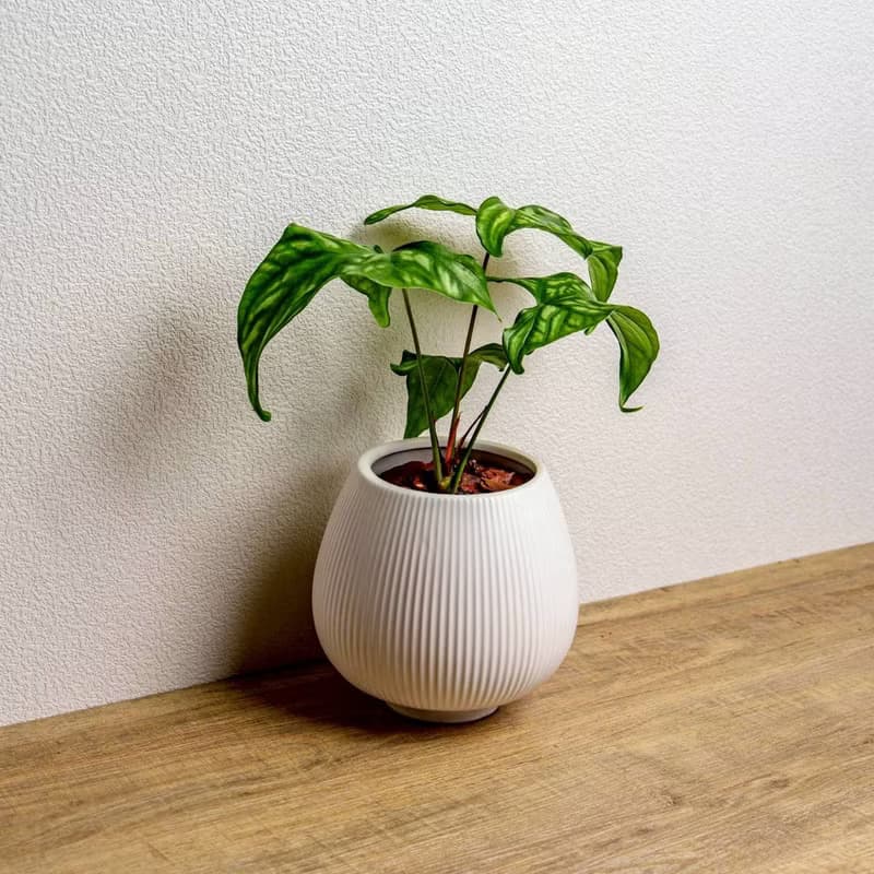 非洲面具蔓綠絨 線條圓陶盆白色 窄口 桌上型盆栽 開幕送禮 喬遷