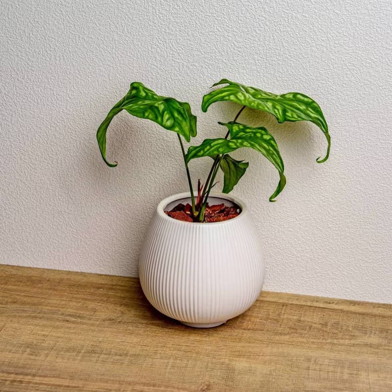 非洲面具蔓綠絨 線條圓陶盆白色 窄口 桌上型盆栽 開幕送禮 喬遷