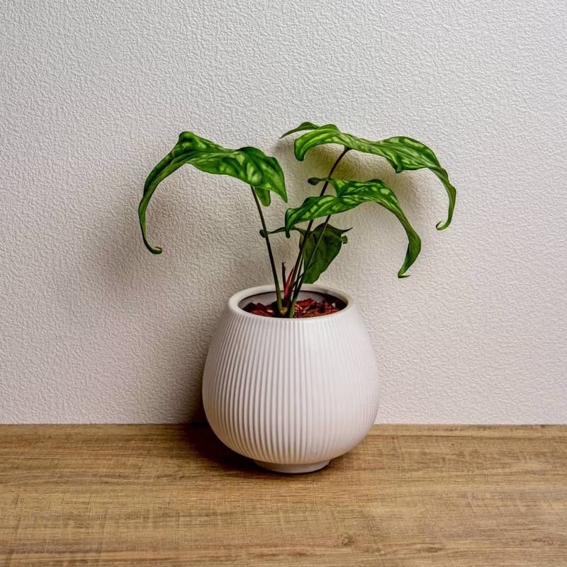 非洲面具蔓綠絨 線條圓陶盆白色 窄口 桌上型盆栽 開幕送禮 喬遷