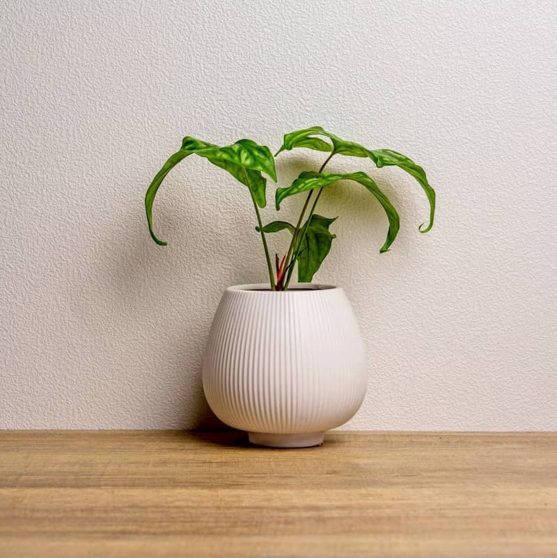 非洲面具蔓綠絨 線條圓陶盆白色 窄口 桌上型盆栽 開幕送禮 喬遷