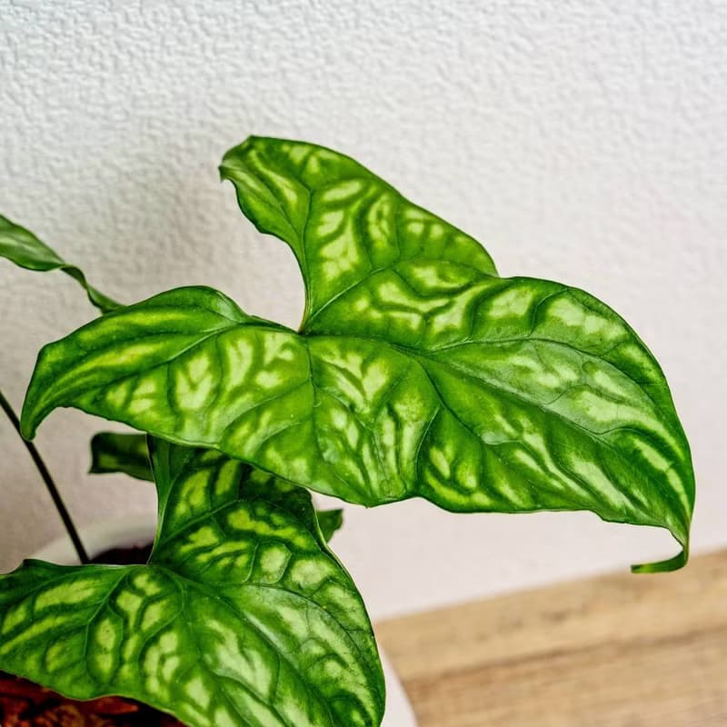 非洲面具蔓綠絨 線條圓陶盆白色 窄口 桌上型盆栽 開幕送禮 喬遷