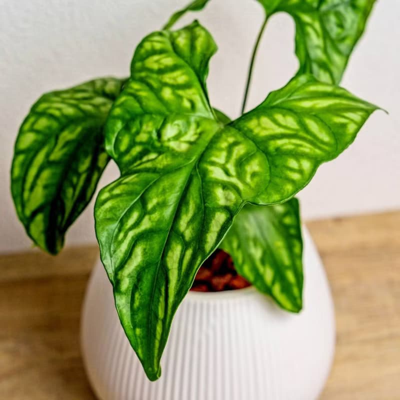 非洲面具蔓綠絨 線條圓陶盆白色 窄口 桌上型盆栽 開幕送禮 喬遷