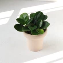 植栽 盆栽 l 圓葉椒草 冰淇淋杯盆器 圓葉招財 室內植物  散光