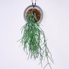 垂枝綠珊瑚│水泥上板植栽│室內植物│窗邊植物│觀葉植物