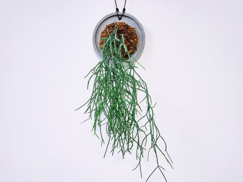 垂枝綠珊瑚│水泥上板植栽│室內植物│窗邊植物│觀葉植物