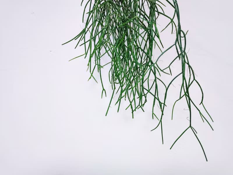 垂枝綠珊瑚│水泥上板植栽│室內植物│窗邊植物│觀葉植物