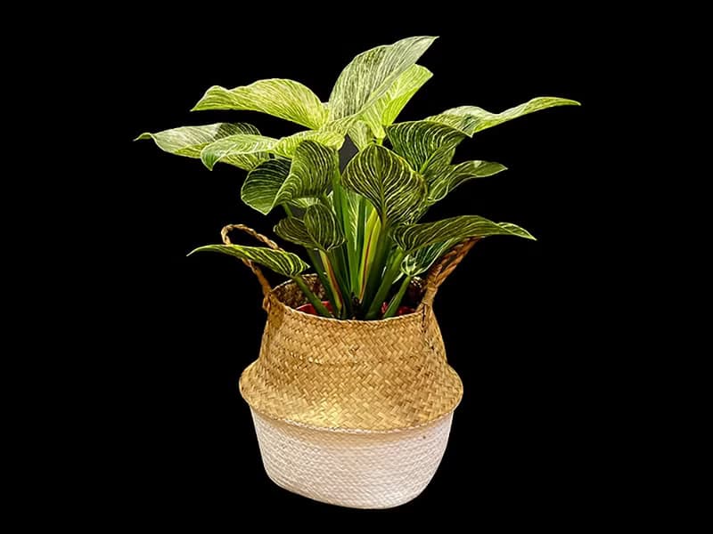 鉑金蔓綠絨盆栽