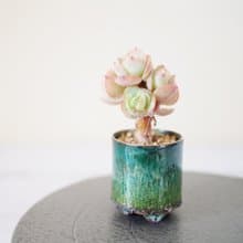 【琺瑯植栽系列-芰荷】  桃之嬌  多肉植物 小品盆栽