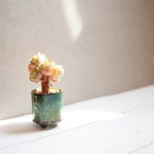 Mini Plant 琺瑯植栽系列-芰荷 │桃之嬌